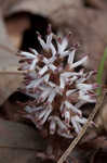 Allegheny spurge